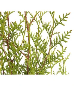 3 Meter Lebensbaum 'Brabant', 6 X Ca. 125-150 Cm -Biohort || Vitavia || Elho Verkaufsgeschäft 7511009 WE DE 001 LebensbaumThujaOccidentalisBrabant3L 1
