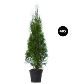 13 Meter Lebensbaum 'Smaragd', 40 X Ca. 100-125 Cm