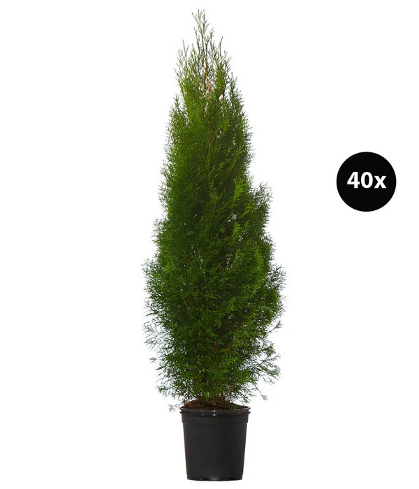 16 Meter Lebensbaum 'Smaragd', 40 X Ca. 125-150 Cm 3 16 Meter Lebensbaum 'Smaragd', 40 X Ca. 125-150 Cm