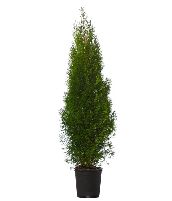 16 Meter Lebensbaum 'Smaragd', 40 X Ca. 125-150 Cm 4 16 Meter Lebensbaum 'Smaragd', 40 X Ca. 125-150 Cm – Bild 2