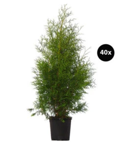 16 Meter Lebensbaum 'Brabant', 40 X Ca. 125-150 Cm