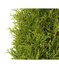 24 Meter Lebensbaum 'Smaragd', 80 X Ca. 60-80 Cm -Biohort || Vitavia || Elho Verkaufsgeschäft 7513757 PR DE 001 LebensbaumThujaOccidentalisSmaragd3LDehnerExpressHerzig