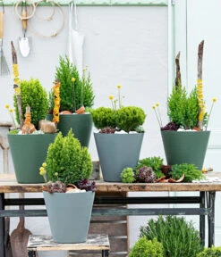 Lebensbaum 'Teddy' -Biohort || Vitavia || Elho Verkaufsgeschäft 7517402 WE MO 001 Koniferen