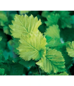 Gold-Ulme 'Wredei' -Biohort || Vitavia || Elho Verkaufsgeschäft 7527187 BildD 001 GoldUlmeWredeiUlmusCarpWredei