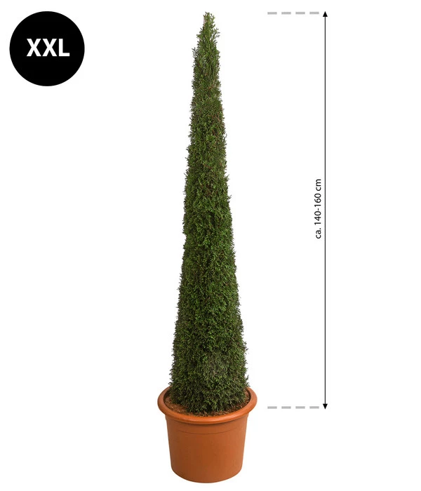 XXL Lebensbaum 'Smaragd' Torwächter 4 XXL Lebensbaum 'Smaragd' Torwächter – Bild 2