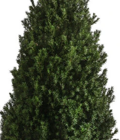 XXL Kegel-Eibe 'Hillii', Ca. 125-150 Cm -Biohort || Vitavia || Elho Verkaufsgeschäft 7550650 WE DE 001 TaxusMediaHilly