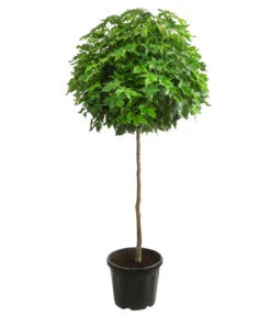 Zwerg-Kugelamberbaum 'Gumball', Ca. 140-150 Cm