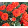 Zwergrose 'Orange Babyflor®' -Biohort || Vitavia || Elho Verkaufsgeschäft 7802903 PR DE 001 RoseOrangeBabyflorTantau