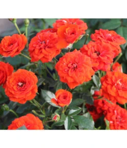 Zwergrose 'Orange Babyflor®'