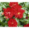 Rose 'Matador®', Stämmchen -Biohort || Vitavia || Elho Verkaufsgeschäft 7803067 WE DE 001 BodendeckerRoseMatadorTantauRotRet 1