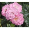 Bodendeckerrose 'Satina®' -Biohort || Vitavia || Elho Verkaufsgeschäft 7803133 PR DE 001 BodendeckerroseSatinaTantauRet