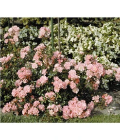 Titelseite 21 Titelseite -Biohort || Vitavia || Elho Verkaufsgeschäft 7803133 PR DE 002 BodendeckerroseSatinaTantauRet