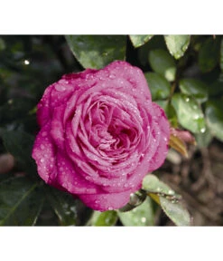 Zwergrose 'Heidi Klum®' -Biohort || Vitavia || Elho Verkaufsgeschäft 7803471 WE DE 002 NostalgieZwergroseHeidiKlumTantauBordeauxViolett