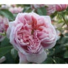 Edelrose 'Schöne Maid®' -Biohort || Vitavia || Elho Verkaufsgeschäft 7803554 PR DE 001 RoseSchoeneMainTatauRet