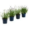 Lavendel-Set Lavendel-Vielfalt, 4-teilig -Biohort || Vitavia || Elho Verkaufsgeschäft 7805781 WE FS 001 LavendelpaketMixLavandula4PflanzenT12