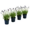 Dehners Bienen-Lavendel, 4er-Set -Biohort || Vitavia || Elho Verkaufsgeschäft 7805799 WE FS 001 LavendelpaketBieneBienenlavendelLavandula4PflanzenT12