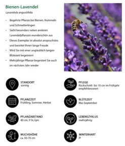 Dehners Bienen-Lavendel, 4er-Set -Biohort || Vitavia || Elho Verkaufsgeschäft 7805799 WE IG 001 BienenLavendel 1