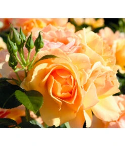 Beetrose 'Hansestadt Rostock®' -Biohort || Vitavia || Elho Verkaufsgeschäft 7866551 BildD 001 BeetroseHansestadtRostockHansestadtRostock6L