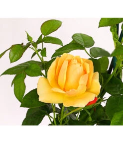 Beetrose 'Hansestadt Rostock®' -Biohort || Vitavia || Elho Verkaufsgeschäft 7866551 PR DE 001 HansestadtRostock6LiterBeetroseDehnerExpressHerzig