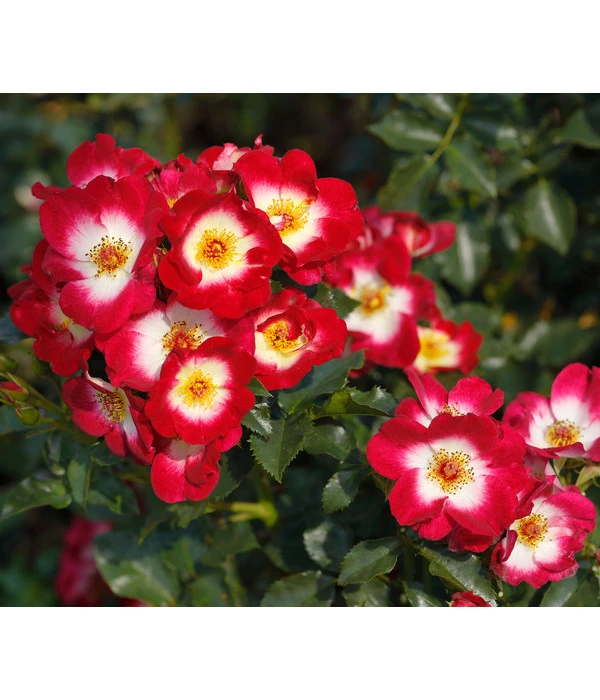 Beetrose 'Loki®' 3 Beetrose 'Loki®'