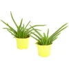 Echte Aloe - Aloe Vera, 2er-Set 2 Echte Aloe - Aloe Vera, 2er-Set -Biohort || Vitavia || Elho Verkaufsgeschäft 7976210 WE FS 001 AloeVeraSweetAloeBarbadensisMiller2PflanzenDehnerExpressHerzig
