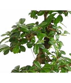 Bonsai Fukientee - Carmona Microphylla, 10 Jahre -Biohort || Vitavia || Elho Verkaufsgeschäft 7977002 WE DE 001 BonsaiFukienteeCarmonaMicrophylla10JahreDehnerExpressHerzig2