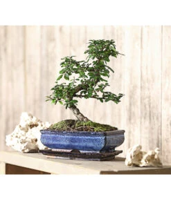 Bonsai Fukientee - Carmona Microphylla, 10 Jahre -Biohort || Vitavia || Elho Verkaufsgeschäft 7977002 WE MO 001 BonsaiFukienteeCarmonaMicrophylla10JahreDehnerExpressHerzig
