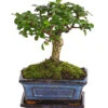 Bonsai Fukientee - Carmona Microphylla, Kugelförmig, 6 Jahre -Biohort || Vitavia || Elho Verkaufsgeschäft 7977036 WE FS 001 BonsaiFukienteeCarmonaMicrophylla6JahreKugelformDehnerExpressHerzig