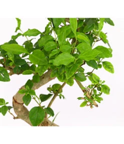 Bonsai Chinesischer Liguster - Ligustrum Sinensis, Anfänger-Set -Biohort || Vitavia || Elho Verkaufsgeschäft 7977069 WE DE 001 GeschenksetBonsaiChinesischerLigusterLigustrumSinensis6JahreDehnerExpressHerzig