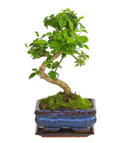 Bonsai Chinesischer Liguster - Ligustrum Sinensis, Anfänger-Set -Biohort || Vitavia || Elho Verkaufsgeschäft 7977069 WE FS 002 GeschenksetBonsaiChinesischerLigusterLigustrumSinensis6JahreDehnerExpressHerzig