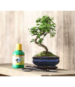 Bonsai Chinesischer Liguster - Ligustrum Sinensis, Anfänger-Set -Biohort || Vitavia || Elho Verkaufsgeschäft 7977069 WE MO 001 GeschenksetBonsaiChinesischerLigusterLigustrumSinensis6JahreDehnerExpressHerzig
