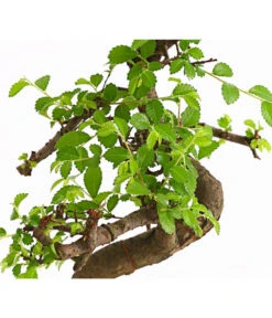 Bonsai Chinesische Ulme - Ulmus Parviflora, Anfänger-Set -Biohort || Vitavia || Elho Verkaufsgeschäft 7977085 WE DE 001 GeschenksetBonsaiChinesischeUlmeUlmusParviflora6JahreDehnerExpressHerzig