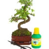Bonsai Chinesische Ulme - Ulmus Parviflora, Anfänger-Set -Biohort || Vitavia || Elho Verkaufsgeschäft 7977085 WE FS 001 GeschenksetBonsaiChinesischeUlmeUlmusParviflora6JahreDehnerExpressHerzig