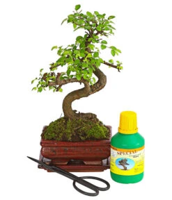 Titelseite 13 Bonsai Chinesische Ulme - Ulmus Parviflora, Anfänger-Set