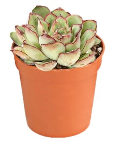 Echeverien-Set - Echeveria, Verschiedene Sorten -Biohort || Vitavia || Elho Verkaufsgeschäft 7978117 PR FS 005 EcheverieSukkulenten6erSetT6DehnerExpressHerzig