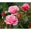 Nostalgie®-Edelrose 'Wildberry®' -Biohort || Vitavia || Elho Verkaufsgeschäft 7978299 PR DE 001 RoseWildberryTantau 1