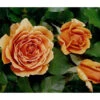 Edelrose 'Ashram®' -Biohort || Vitavia || Elho Verkaufsgeschäft 7988371 WE DE 001 EdelroseAshramTantau