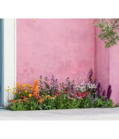 Lupine 'West Country', Verschiedene Farben -Biohort || Vitavia || Elho Verkaufsgeschäft 8003071 WE MO 001 AchilleaT19 NaturGarten