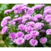 Glattblatt-Aster -Biohort || Vitavia || Elho Verkaufsgeschäft 8016081 WE DE 002 AsterNoviBelgiiLila