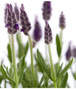 Schopf-Lavendel -Biohort || Vitavia || Elho Verkaufsgeschäft 8017014 WE DE 001 LavendelSchopflavendelLavandulaStoechasT13DehnerExpressZS