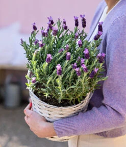 Schopf-Lavendel -Biohort || Vitavia || Elho Verkaufsgeschäft 8017014 WE MO 001 LavendelKorb