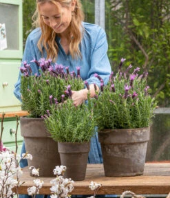 Schopf-Lavendel -Biohort || Vitavia || Elho Verkaufsgeschäft 8017014 WE MO 001 SchopfLavendelStoechas