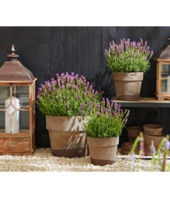 Schopf-Lavendel -Biohort || Vitavia || Elho Verkaufsgeschäft 8017014 WE MO 001 Schopflavendel