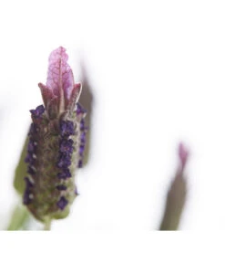 Schopf-Lavendel -Biohort || Vitavia || Elho Verkaufsgeschäft 8017089 PR DE 001 LavendelStoechasLavandulaStoechasT18DehnerExpressHerzig