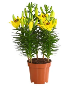 Lilie -Biohort || Vitavia || Elho Verkaufsgeschäft 8018194 WE FS 002 LiliumGelbLilieGelb3LDehnerExpressHerzig