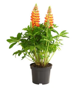 Lupine 'West Country', Verschiedene Farben -Biohort || Vitavia || Elho Verkaufsgeschäft 8018301 PR FS 001 LupinusPoliphyllusLupineWestcountryT19DehnerExpressHerzig