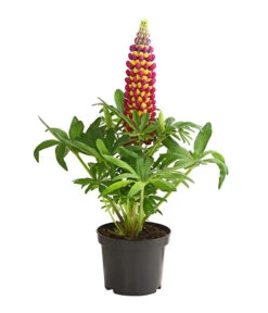 Lupine 'West Country', Verschiedene Farben -Biohort || Vitavia || Elho Verkaufsgeschäft 8018301 PR FS 002 LupinusPoliphyllusLupineWestcountryT19DehnerExpressHerzig