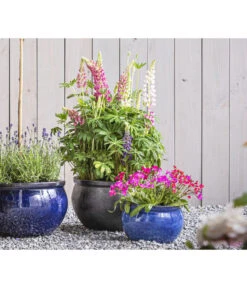 Lupine 'West Country', Verschiedene Farben -Biohort || Vitavia || Elho Verkaufsgeschäft 8018301 PR MO 01 LupineWestcountryT19 GC09 2020