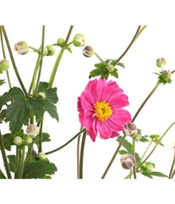 Herbst-Anemone 'Pamina', Verschiedene Farben -Biohort || Vitavia || Elho Verkaufsgeschäft 8019176 WE DE 003 AnemoneJaponicaPaminaAnemonePamina2LiterDehnerExpressHerzig