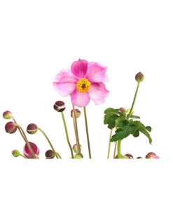 Herbst-Anemone 'Pamina', Verschiedene Farben -Biohort || Vitavia || Elho Verkaufsgeschäft 8019176 WE DE 005 AnemoneJapinicaPaminaAnemonePraecox2Liter